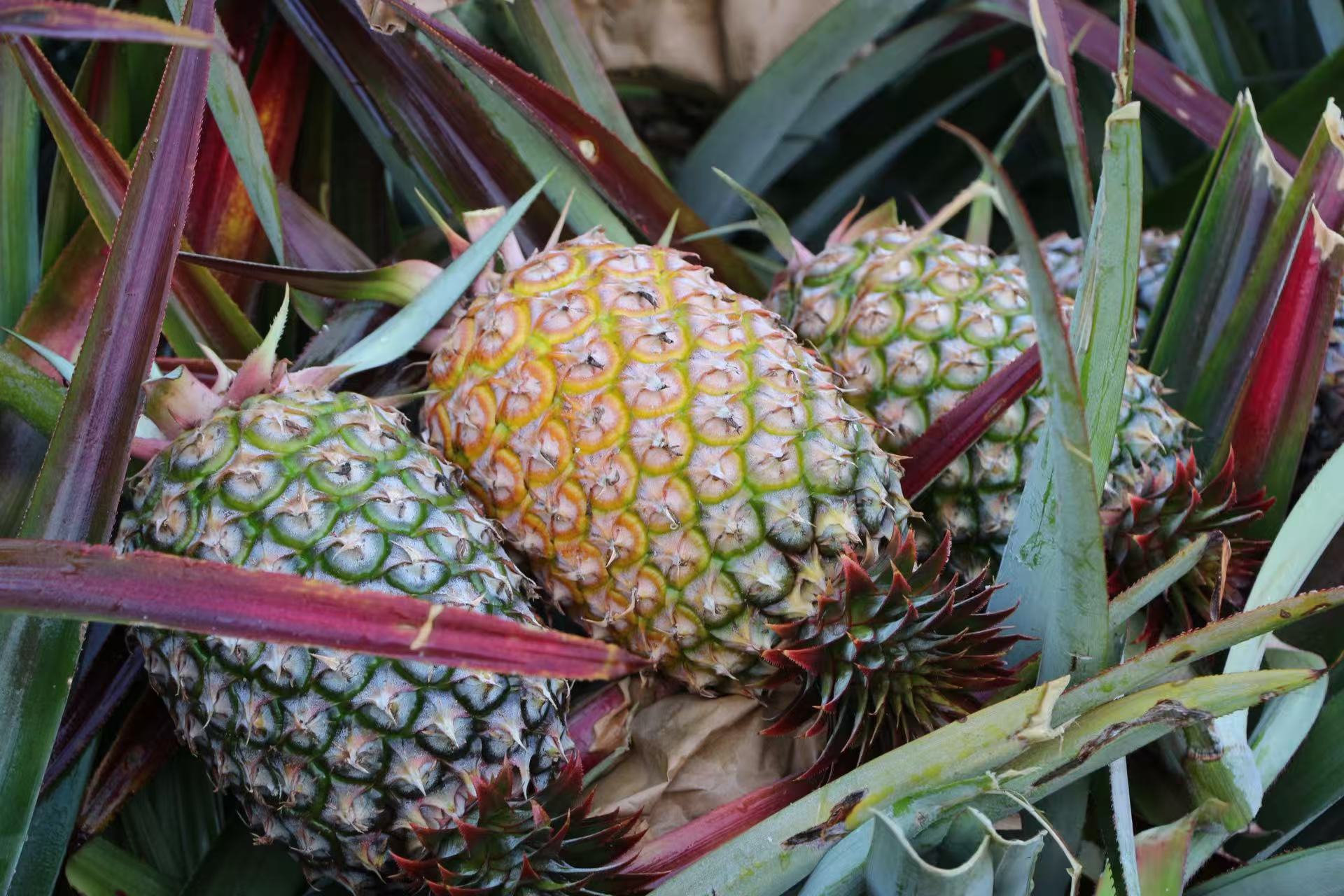 海膠鮮果金鉆鳳梨